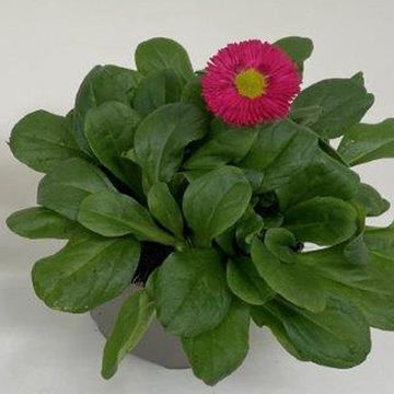 Bellis perennis 'Speedstar Carmine'