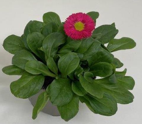 Bellis perennis 'Speedstar Carmine'