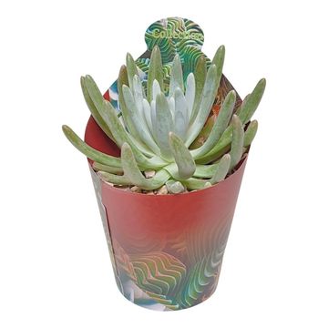 Dudleya virens hassei