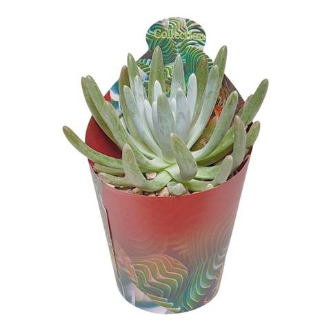 Dudleya virens hassei