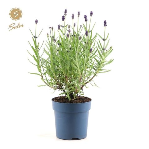 Lavandula angustifolia 'Felice'