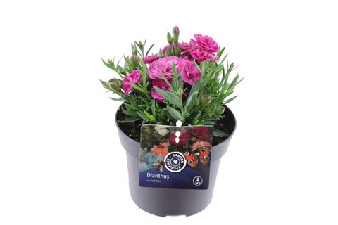 Dianthus CODE PINK