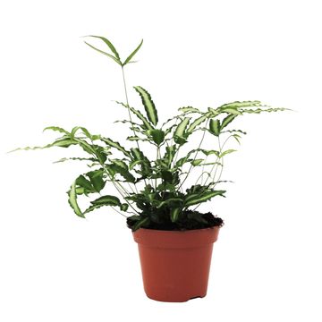 Pteris cretica 'Albolineata'