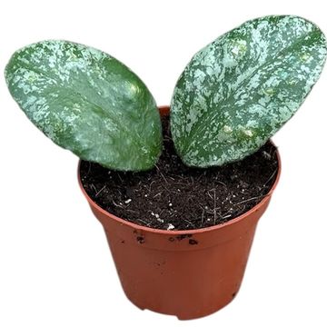 Hoya waymaniae 'Kapuas'