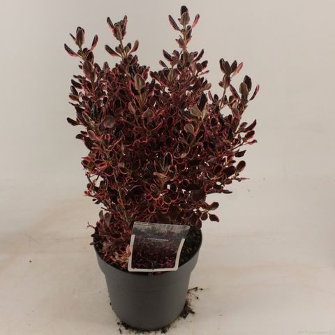 Coprosma 'Eclipse'