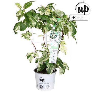 Schizophragma hydrangeoides 'Burst of Light'