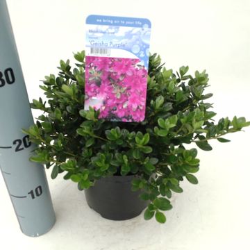 Rhododendron GEISHA PURPLE (AJ)