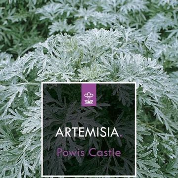 Artemisia 'Powis Castle'