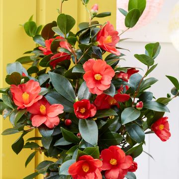 Camellia 1001 SUMMER NIGHTS