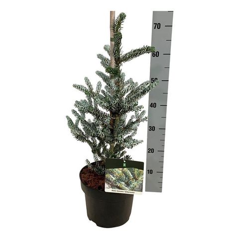 Abies koreana 'Silberlocke'