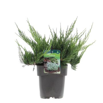 Juniperus horizontalis 'Blue Chip'
