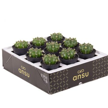 Gymnocalycium FROGGY