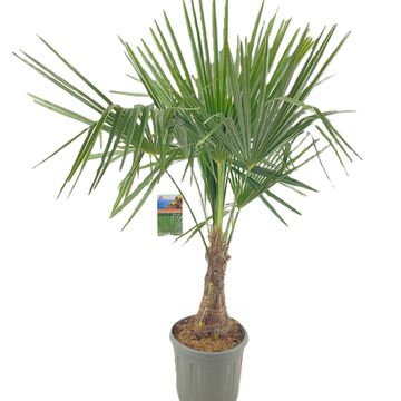 Trachycarpus fortunei