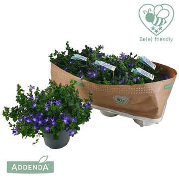Campanula poscharskyana ADANSA BLUE