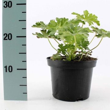 Geranium macrorrhizum 'Spessart'