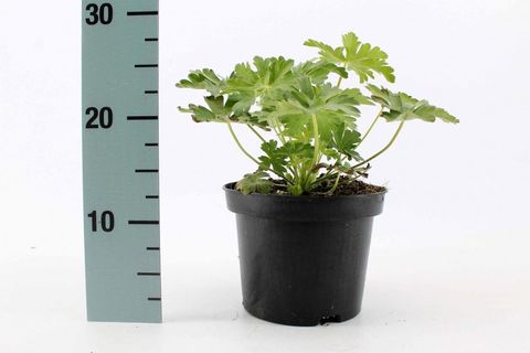 Geranium macrorrhizum 'Spessart'