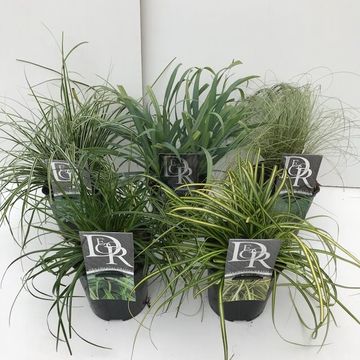 Carex MIX