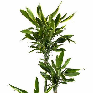 Dracaena fragrans 'Golden Coast'