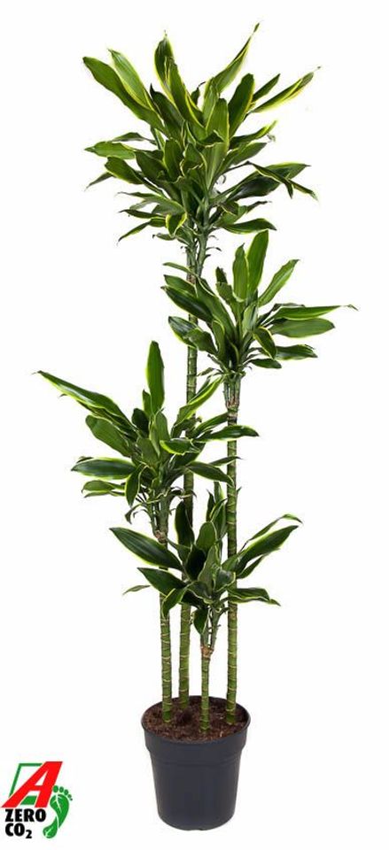 Dracaena fragrans 'Golden Coast'