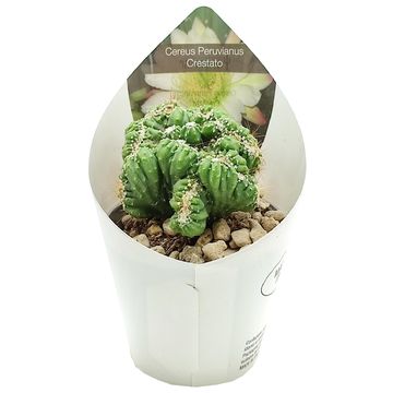 Cereus peruvianus cristata