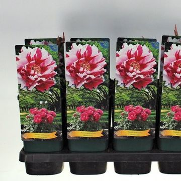 Paeonia suffruticosa 'Shima-nishiki'