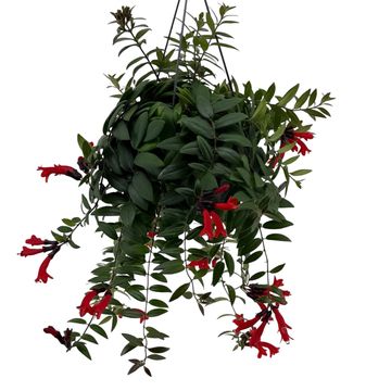 Aeschynanthus 'Caro Improved'