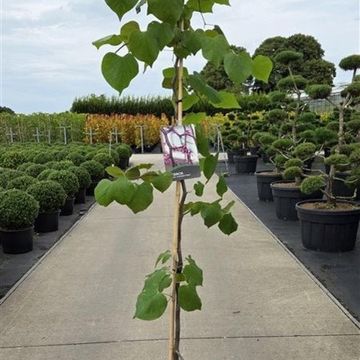 Cercis canadensis LAVENDER TWIST