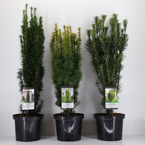 Taxus MIX