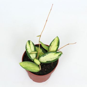 Hoya verticillata 'Inner Variegata'