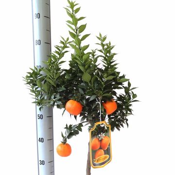 Citrus aurantium 'Chinotto'