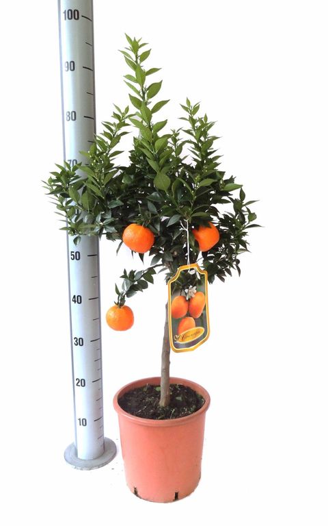 Citrus aurantium 'Chinotto'