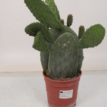 Opuntia ficus-indica