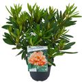 Rhododendron 'Tortoiseshell Orange'