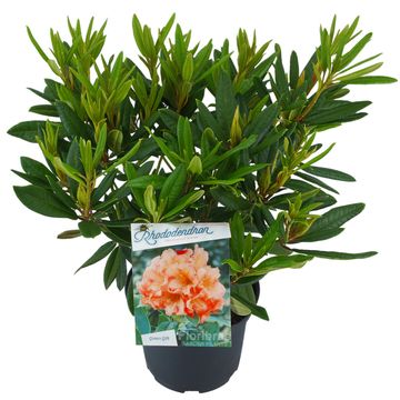 Rhododendron 'Tortoiseshell Orange'