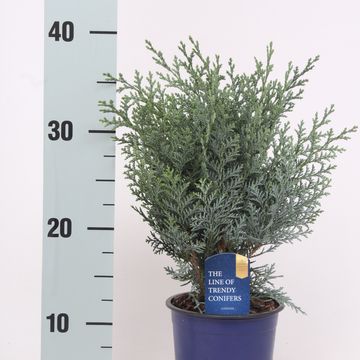 Chamaecyparis lawsoniana 'Pelt's Blue'