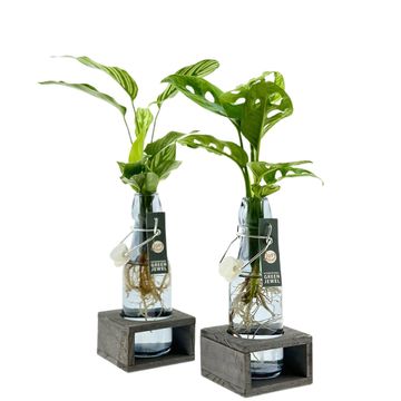 Arrangement Houseplants