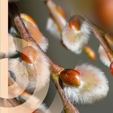 Ива caprea 'Килмарнок'