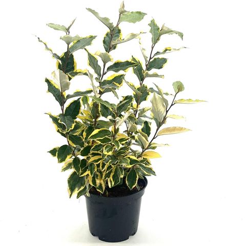 Elaeagnus x ebbingei 'Viveleg'