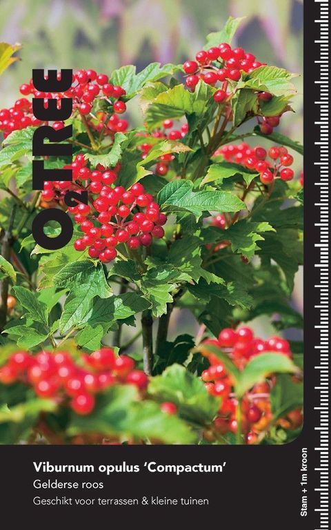 Viburnum opulus 'Compactum'