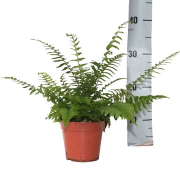 Polystichum munitum