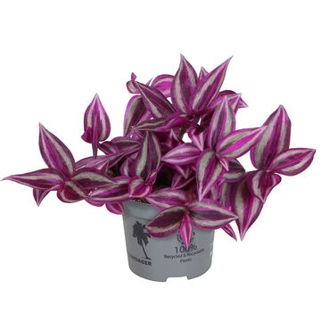 Tradescantia 'Pink Paradise'