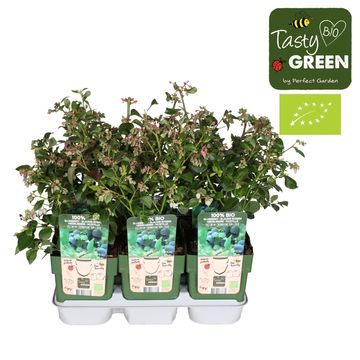 Vaccinium corymbosum 'Bingo Blue'