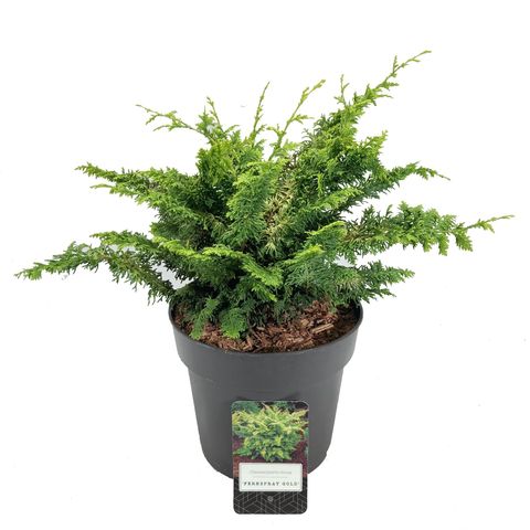 Chamaecyparis obtusa 'Fernspray Gold'