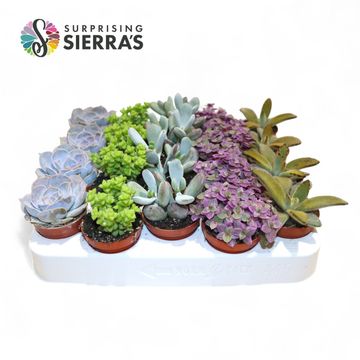 Succulente MIX