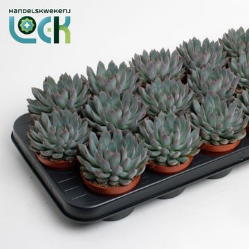 Echeveria 'Pelusida'