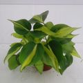 Filodendron scandens 'Brasil'