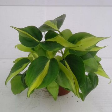 Philodendron scandens 'Brasil'