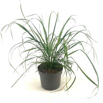 Calamagrostis brachytricha