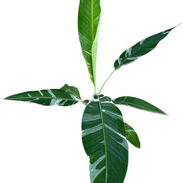 Musa 'Florida Variegata'