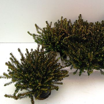 Erica x darleyensis 'Spring Surprise'